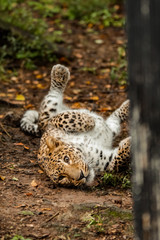 lazy leopard playing