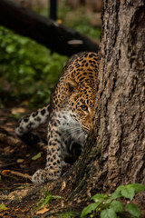 lazy leopard playing