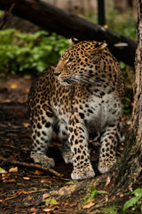 Fototapeta na wymiar lazy leopard playing