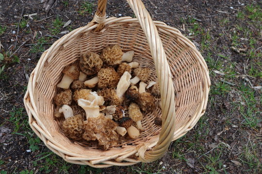 Harvest of morel mushroom in forest