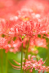Close - up Red spider lily in autumn