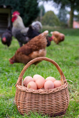Chicken eggs in basket