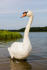  white swan on the lake