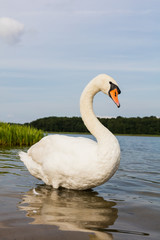  white swan on the lake