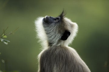 Gray Langur