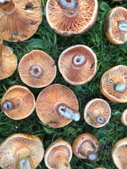 harvested mushrooms