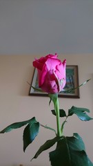 Pink rose