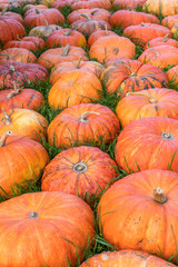 many ripe orange pumpkins on a grassy field
