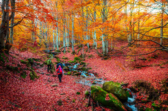 Fototapeta Mountain river and golden forest in autumn day