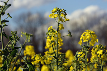 Stängel mit aufgehender Rapsblüte