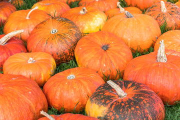 many ripe orange pumpkins on a grassy field