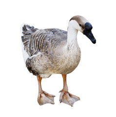 duck isolated on white background