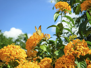 Ixora coccinea Flowers And Butterfly,The back is the sky