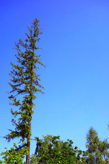 A deserted and lonely tall tree