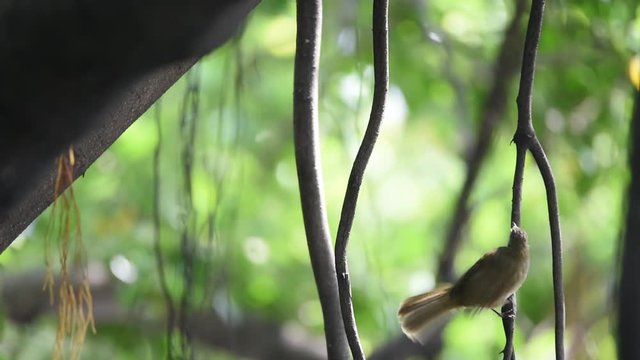Bird (Streak-eared bulbul, Pycnonotus blanfordi) brown color perched on a tree in the garden