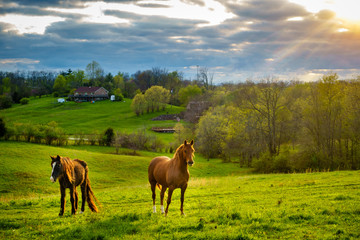 Fototapeta na wymiar Horses on a pasture in Kentucky