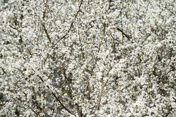 Frühlingsblühte