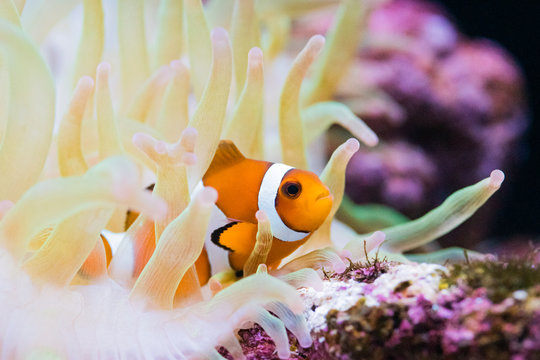 クマノミとイソギンチャク Stock 写真 Adobe Stock