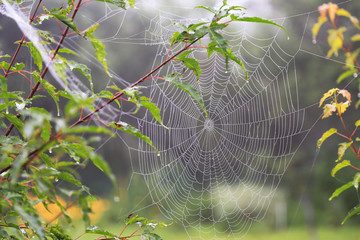 Spider web, foggy morning