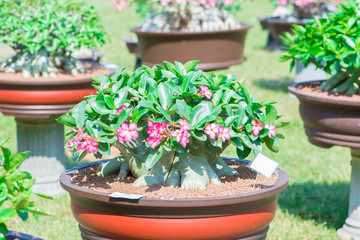 Adenium tree or desert rose in flower pot