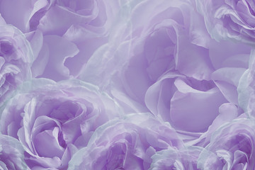 Fototapeta premium Floral purple-white beautiful background of roses. Greeting card of flowers roses. Flower composition. Close-up. Nature.
