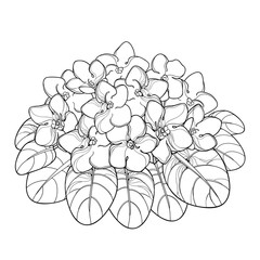 Vector bouquet with outline Saintpaulia or African violet flower and leaf in black isolated on white background. Viola flower in contour style for indoor floriculture, summer design and coloring book.