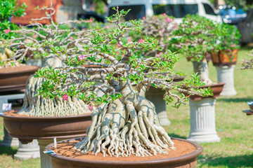 Adenium tree or desert rose in flower pot
