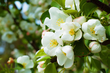 Bluring white apple flowers in spring time with green leaves