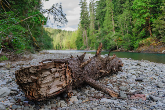 The Cowlitz River