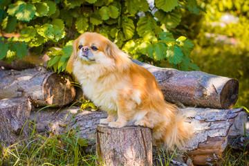 Fototapeta premium A little red dog for a walk at the autumn day in a good mood