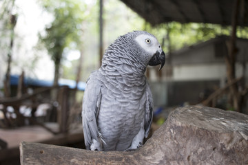 black and white parrot standing on a branch