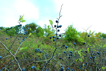 wild blackthorns