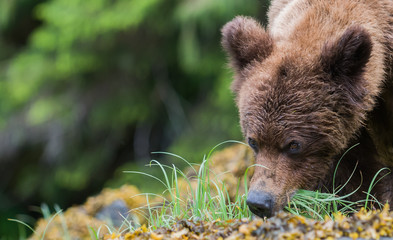 grizzly bear closeup portrait