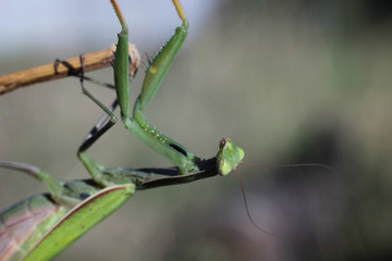 insect mantis