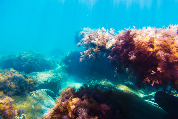 Fototapeta na wymiar Ocean flora in underwater. Sun rays and red seaweed on stones. Blue water in sea.