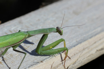 insect mantis