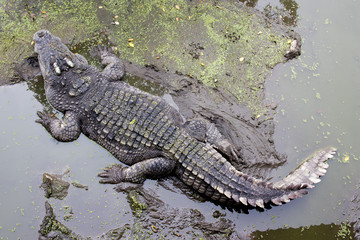 Crocodile on mud floor in forest