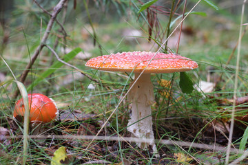 red amanita close-up on a nature background