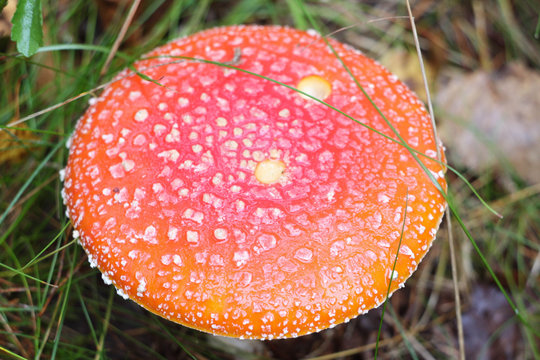 red amanita close-up on a nature background