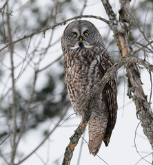 Great Grey Owl Portrait in Snow