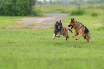 dog chasing 
