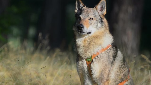 Wolfhound in early summer portrait