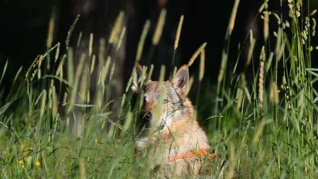 Wolf dog is hiding in grass