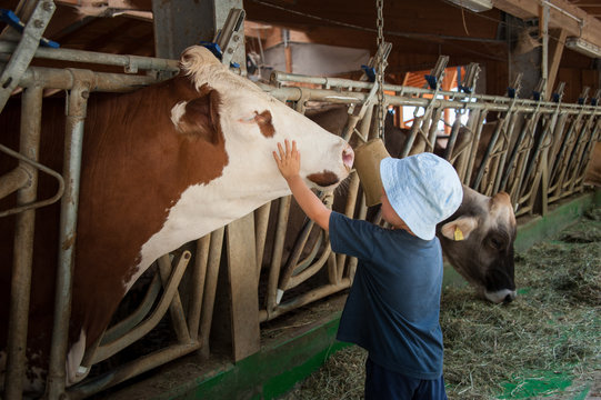 un bambino in una stalla nutre e gioca con mucche e tori