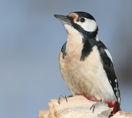 Close up portrait  female of great spotted woodpecker with hazelnut in beak. Nice blue blurred background.