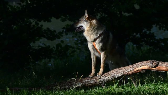 Wolf dog in the shadow of trees with water flowing behind him on the background