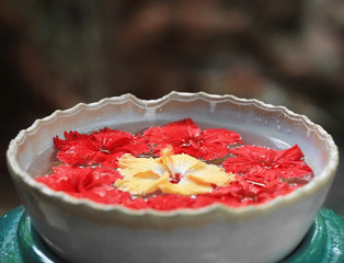 Bowl with water and beautiful tropical flowers outdoors