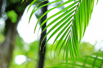 Obraz na płótnie Canvas Leaf of green tropical plant in park