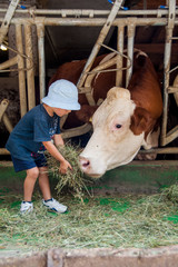 un bambino in una stalla nutre e gioca con mucche e tori