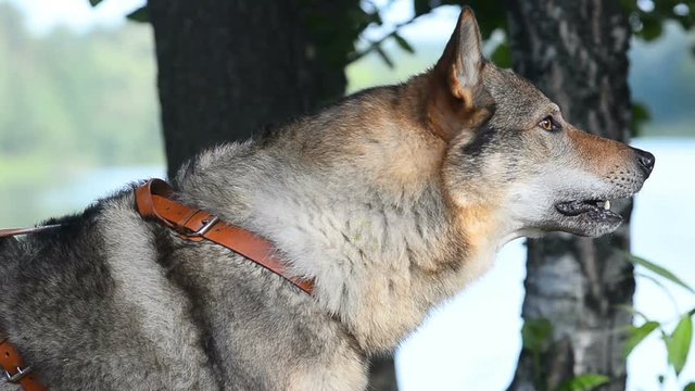 Wolfdog guarding